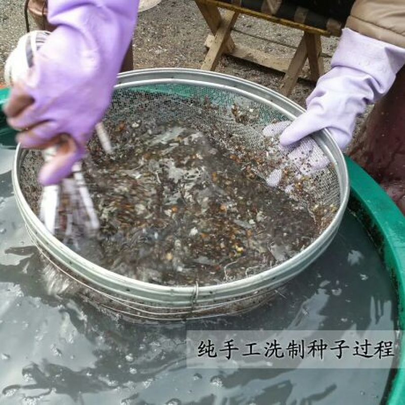 猕猴桃种子