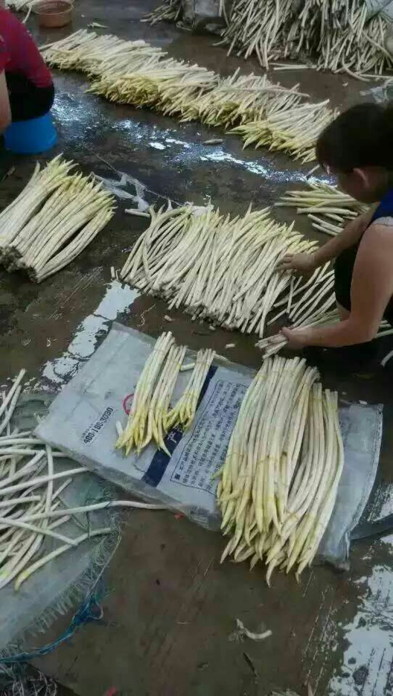 藕带种藕带专用种武植二号