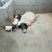 巴马香猪小香猪种猪苗多少钱一只