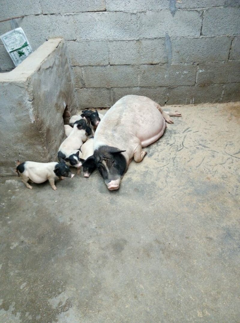 巴马香猪小香猪种猪苗多少钱一只