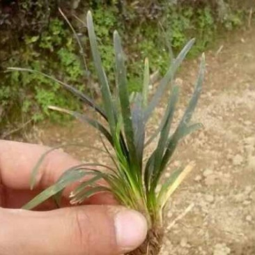 玉龙草