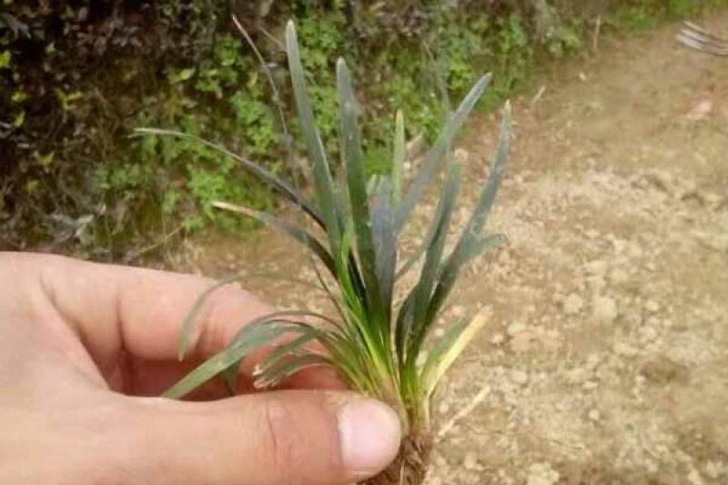 玉龙草