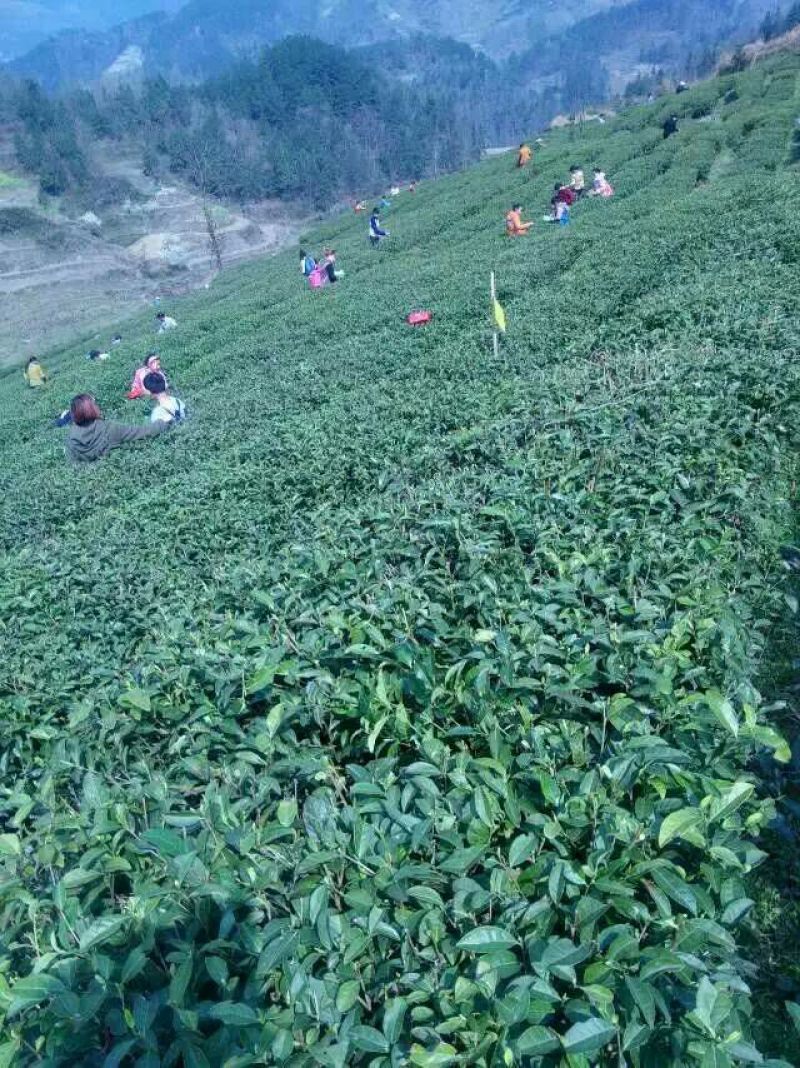 本山茶特级