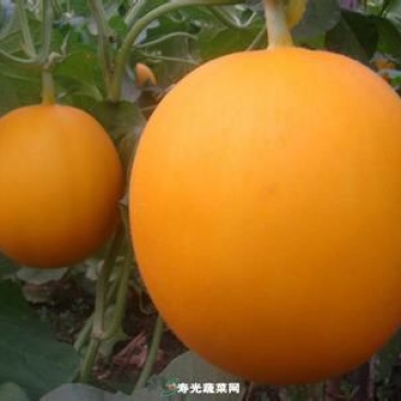 久红瑞2斤以上