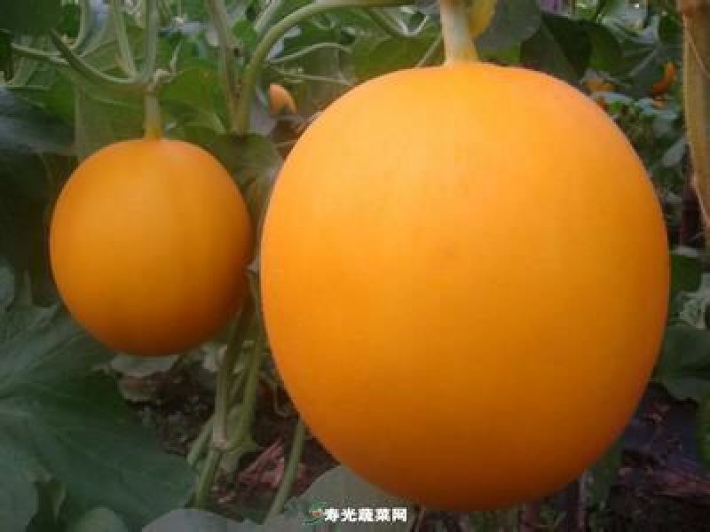 久红瑞2斤以上