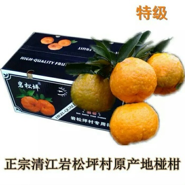 椪柑清江椪柑，自产自销量大从优欢迎订购