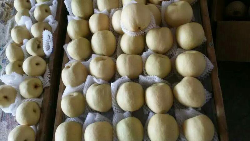 砀山，酥梨，大量供应，产地直供，冷库货，常年供应