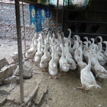 成年大白鹅种鹅8~10斤