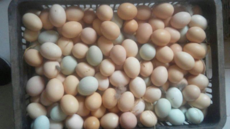 土鸡蛋食用50~60g