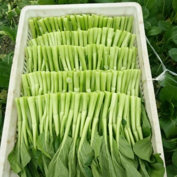 菜苔