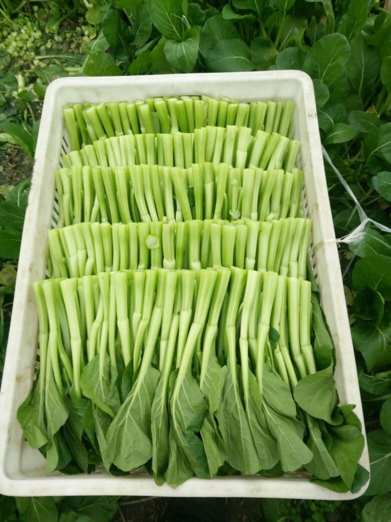 菜苔