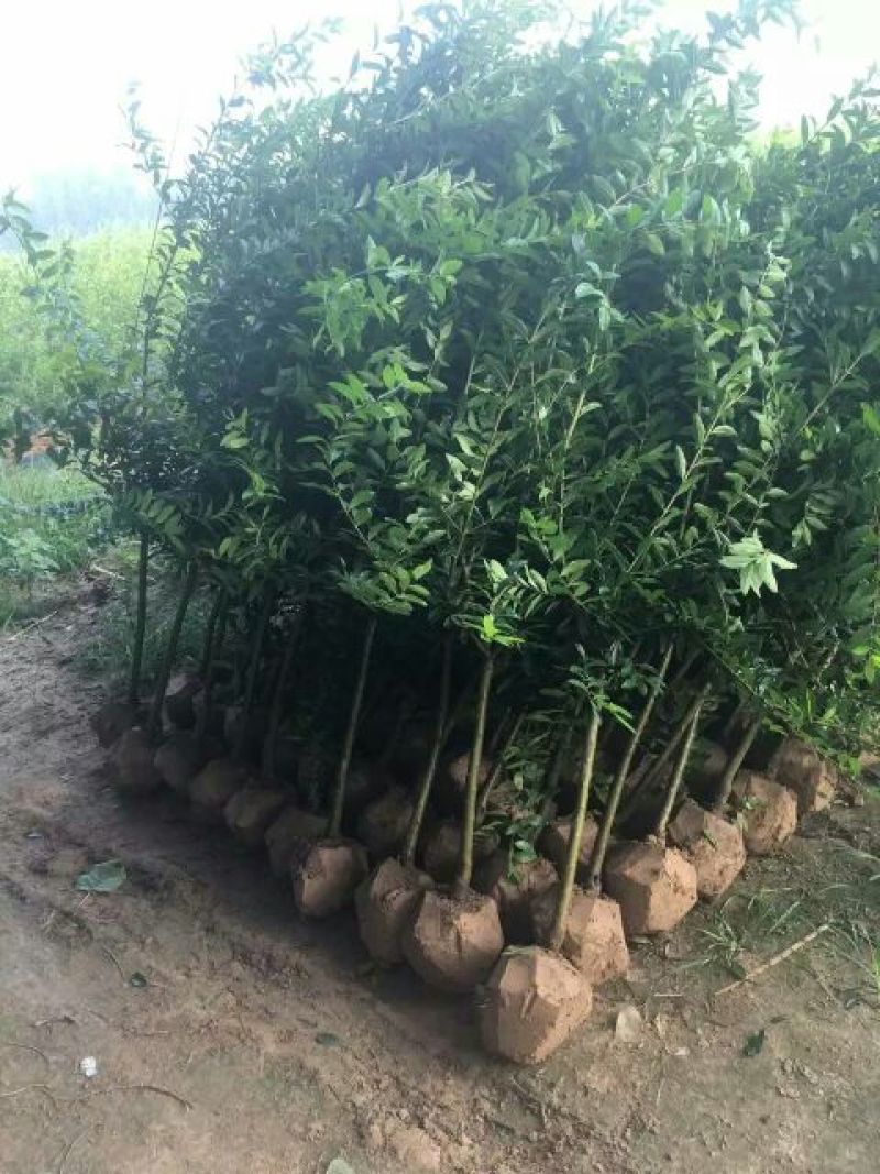 石榴苗