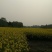 菜油