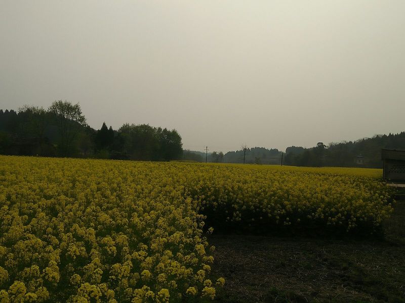 菜油