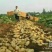 荷兰十五土豆2两以上