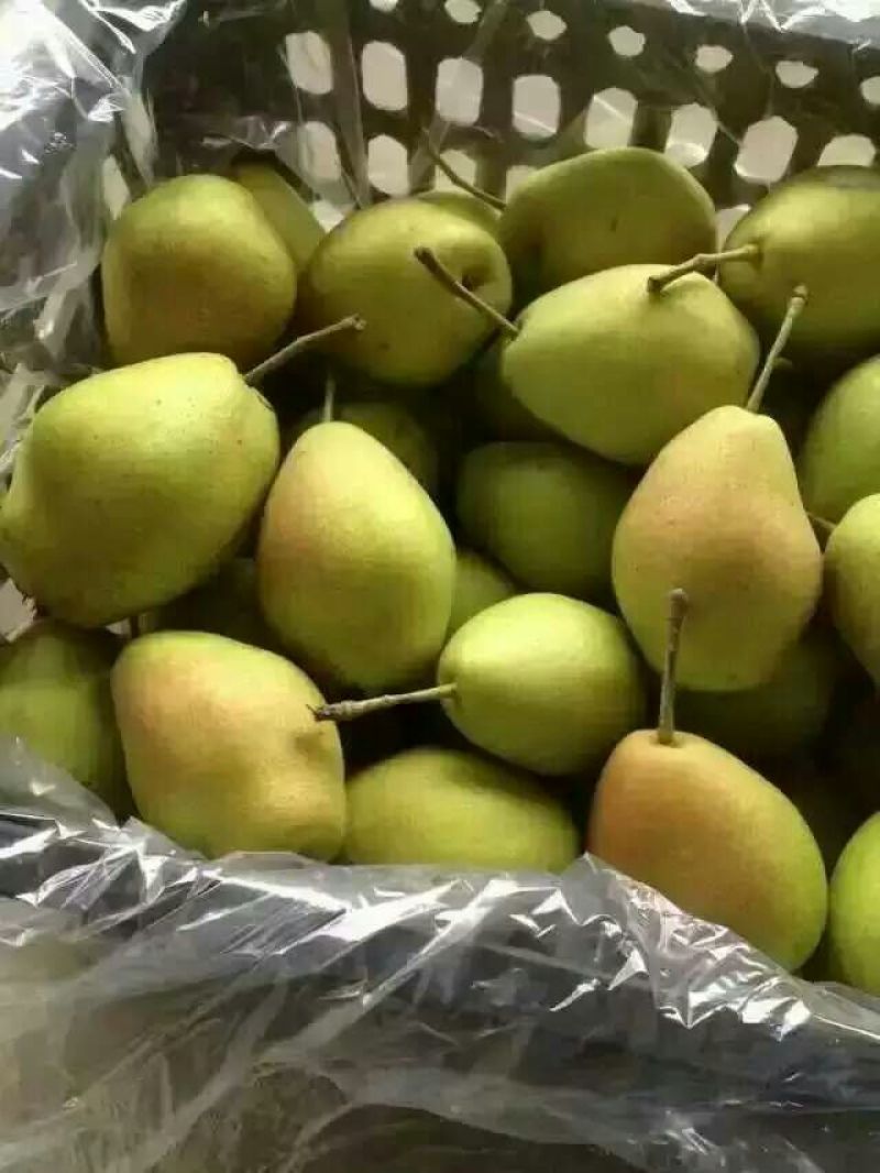 红香酥梨