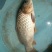 池鲤鱼食用1~2公斤