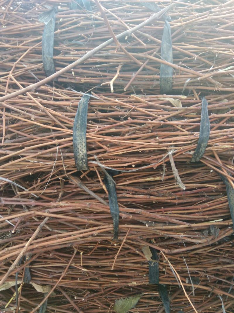 巨峰葡萄苗1年30~50cm