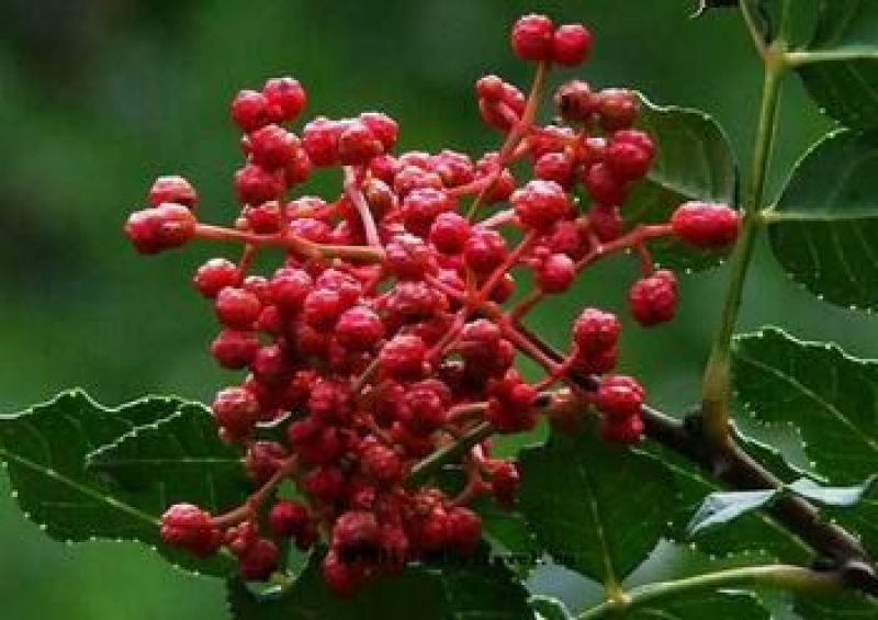 花椒特级干