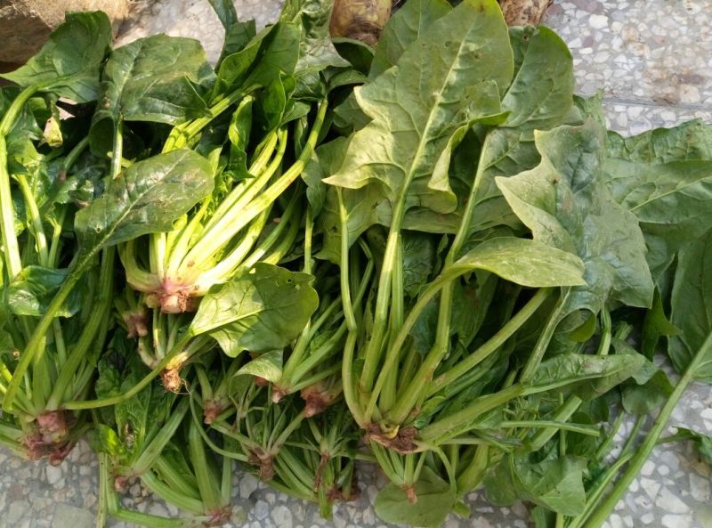 大叶菠菜10~15厘米