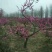 梅花树80~100cm