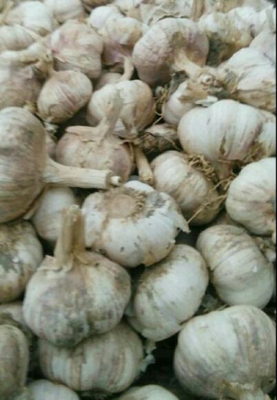 河南开封市通许县紫皮蒜 6cm批发_张梁成供应