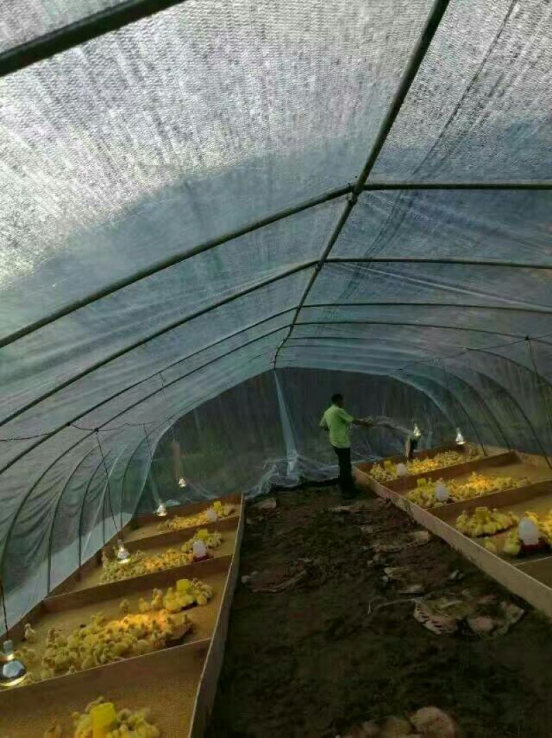 鹅苗250g以下