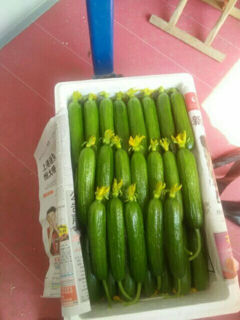寿光当季新鲜水果黄瓜脆嫩爆汁基地直发大宗蔬菜批发