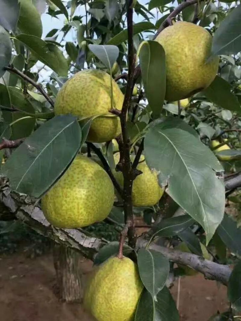 莱阳梨250~300g纸箱