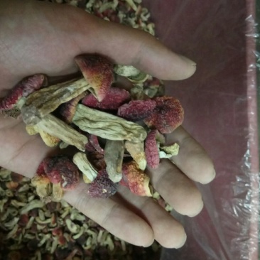 红菇