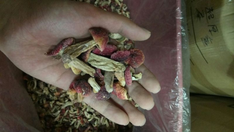 红菇