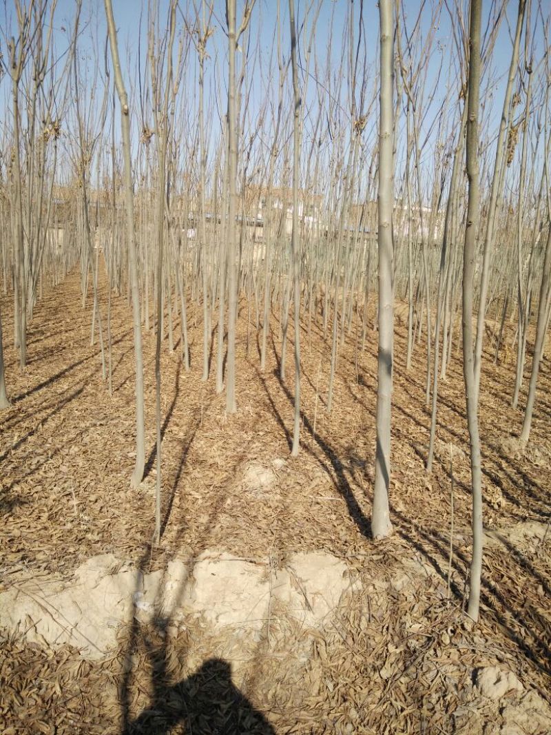 黄山栾树8~10cm4~6cm3.5~4米