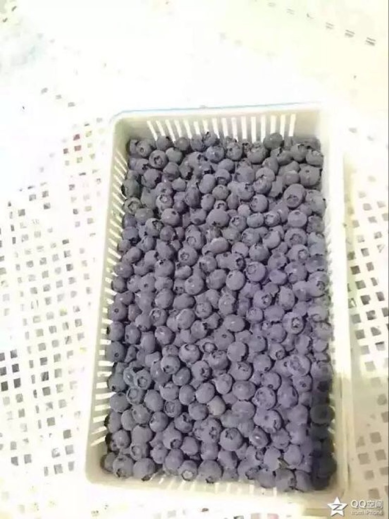 蓝丰蓝莓