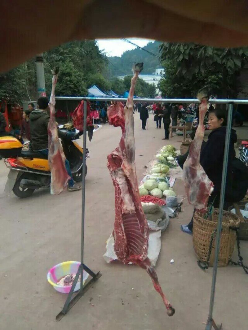 羊肉山羊肉否