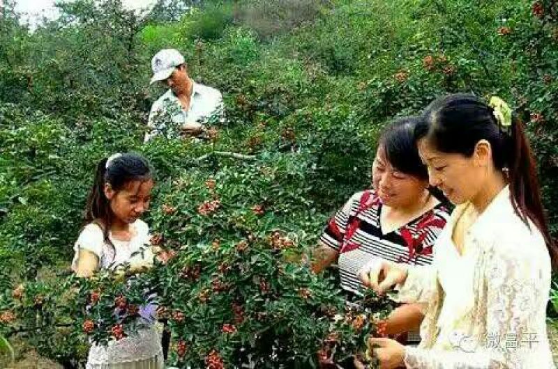 大红袍花椒一级干