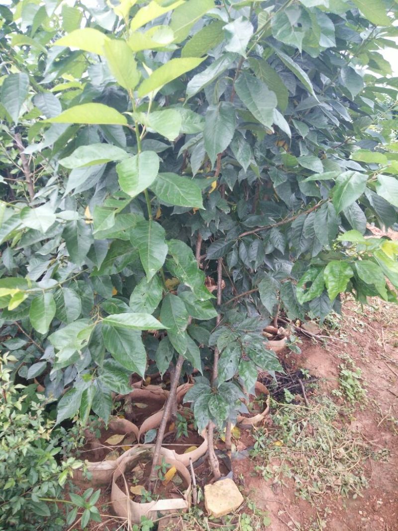 玛瑙红樱桃树苗免费提供技术指导，基地直销