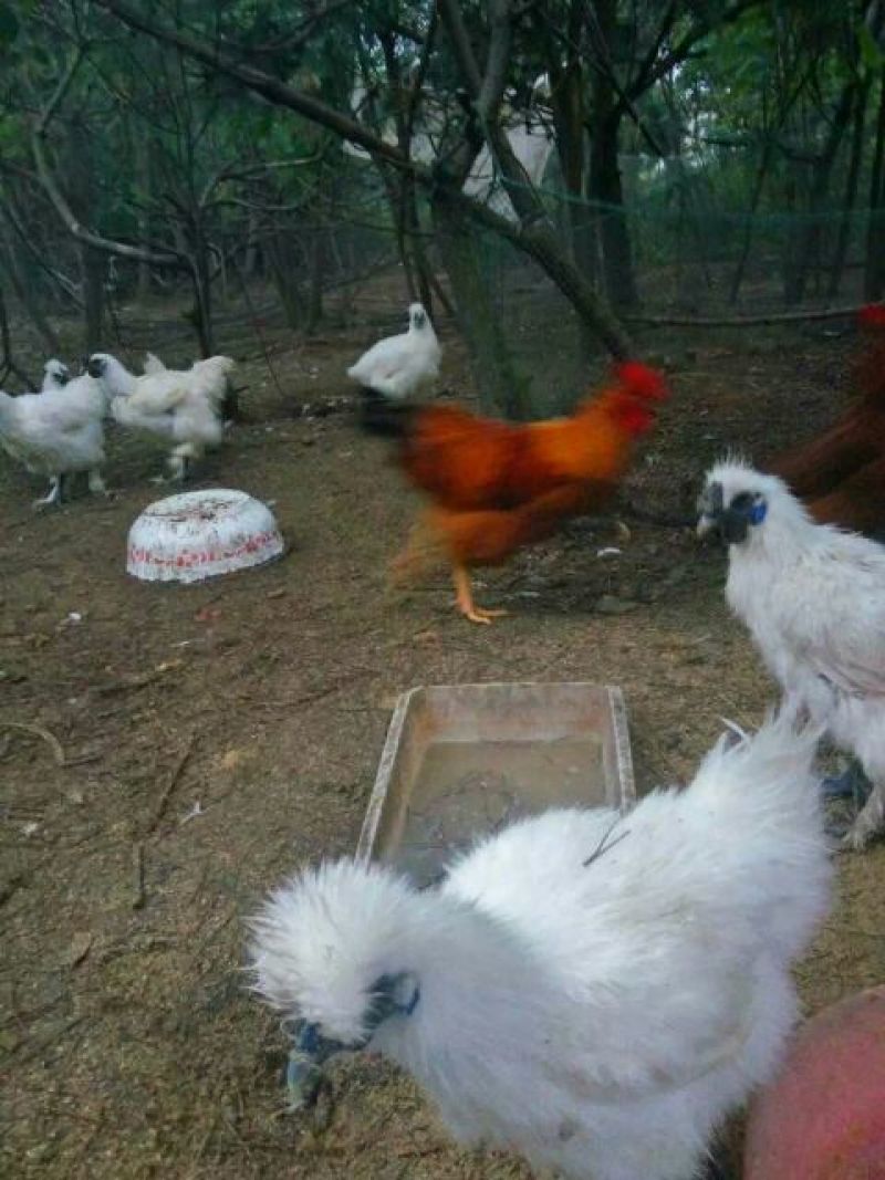 乌鸡蛋食用50g以下