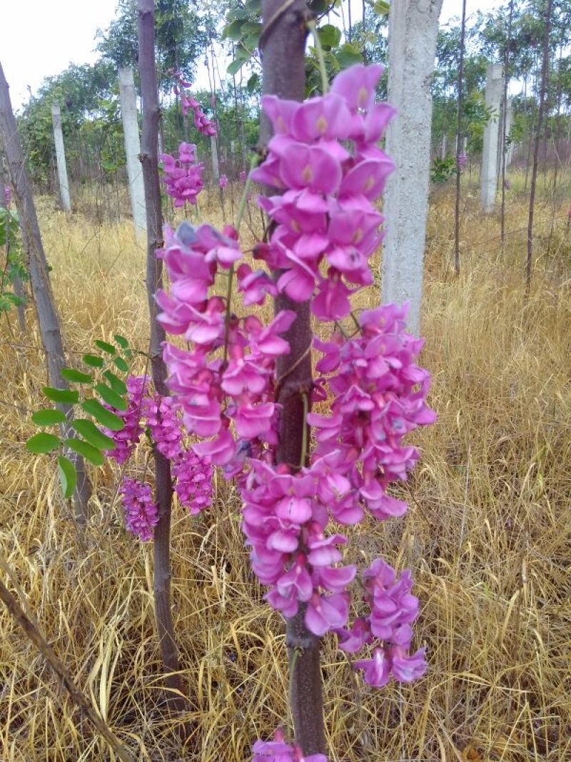 香花槐1~2米4~6cm4~6cm