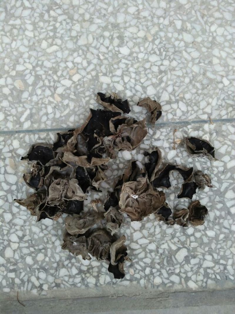 黑山秋耳一级
