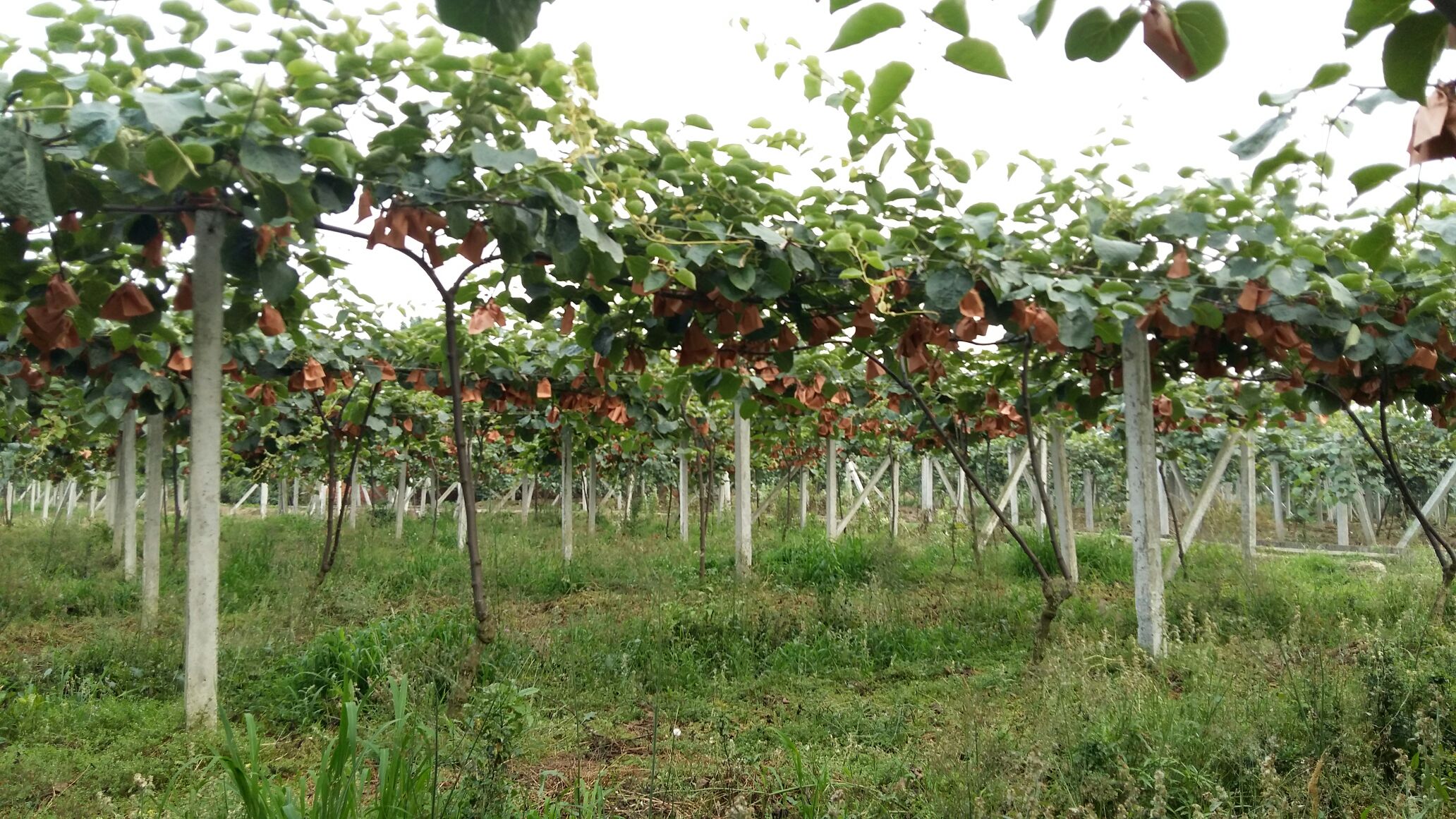 【歌珊温室】标准猕猴桃种植架是如何搭建起来的？_mm