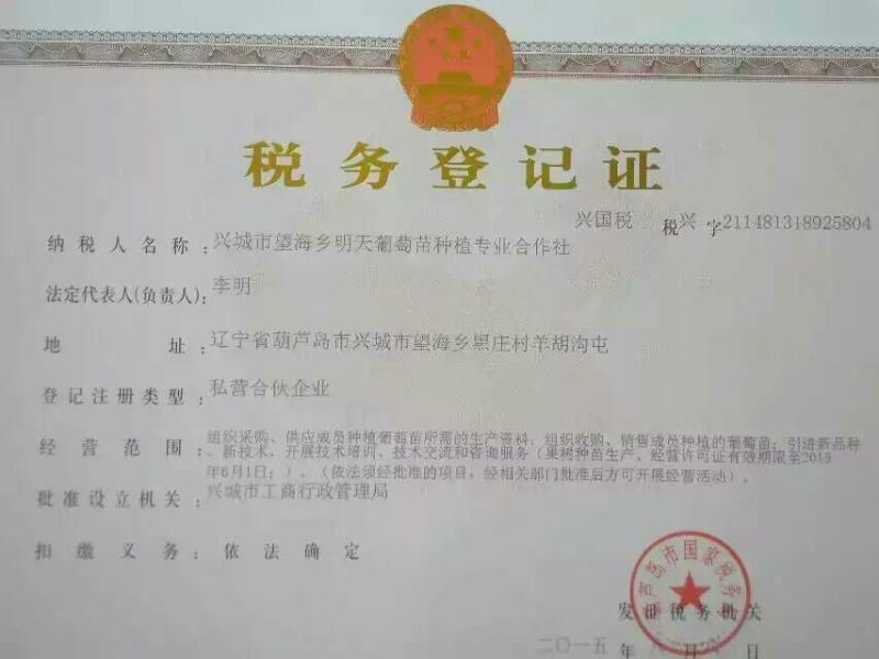 葡萄苗1年30~50cm