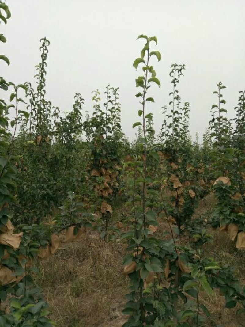 晚秋黄梨纸加膜