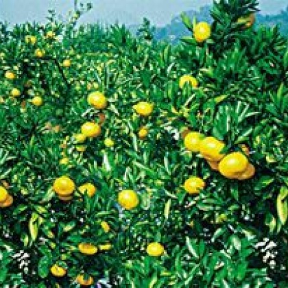 湖南常德市石门县蜜桔 6.5~7cm批发_才春华供