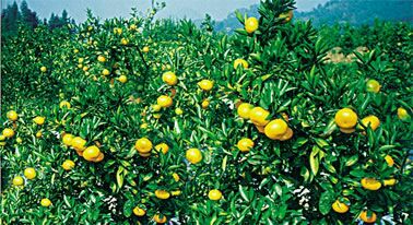 湖南常德市石门县蜜桔 6.5~7cm批发_才春华供