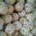 礼泉酥梨150~200g纸箱