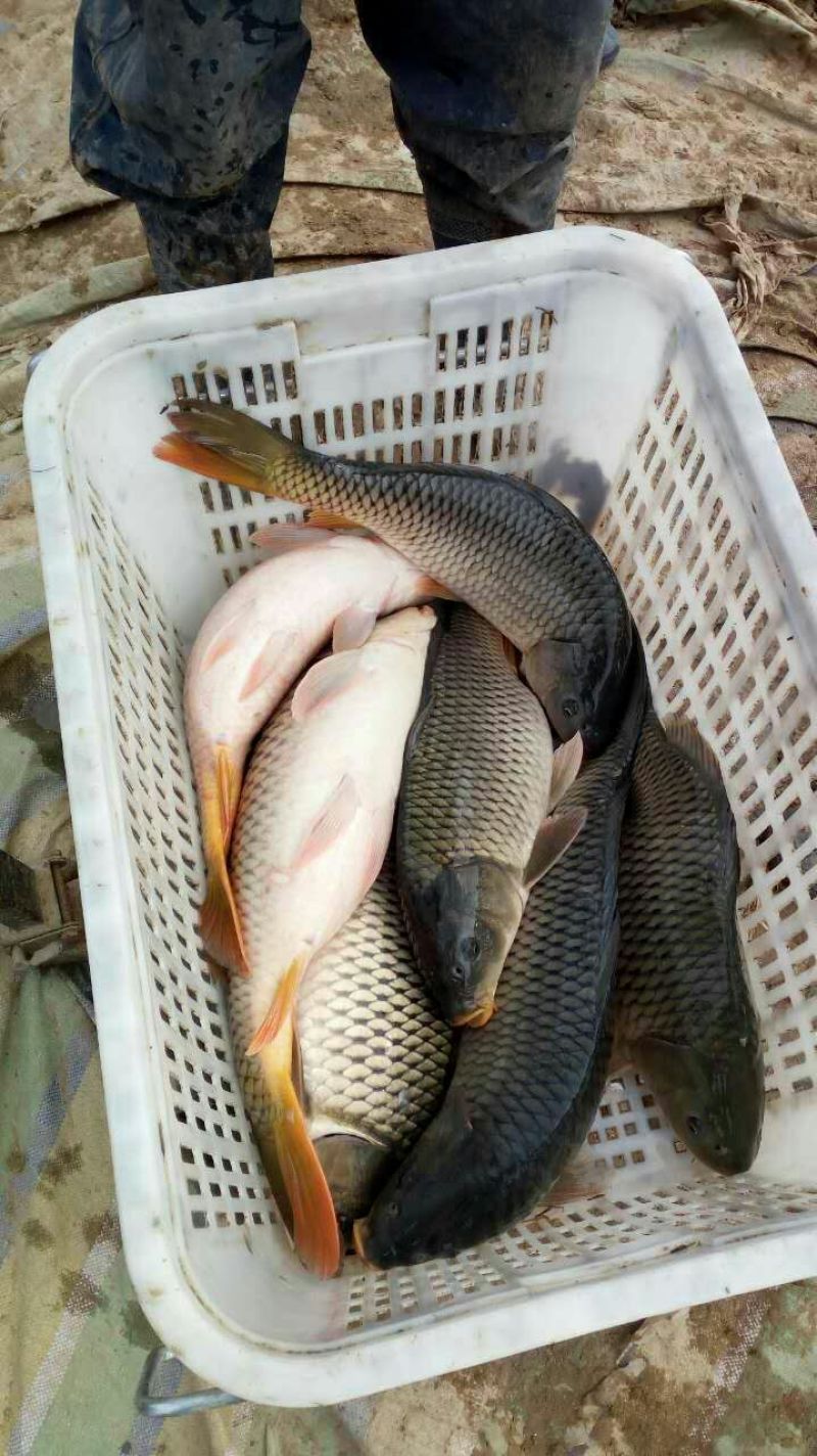 红鲤食用1~2公斤