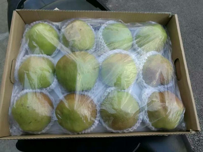 玉露香350~400g纸箱