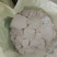 红薯淀粉散装