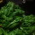 大叶菠菜