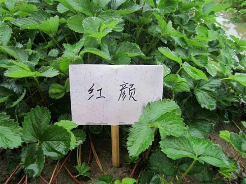 红颜草莓苗10cm以下脱毒草莓苗批发四季蒙纳瑞草莓